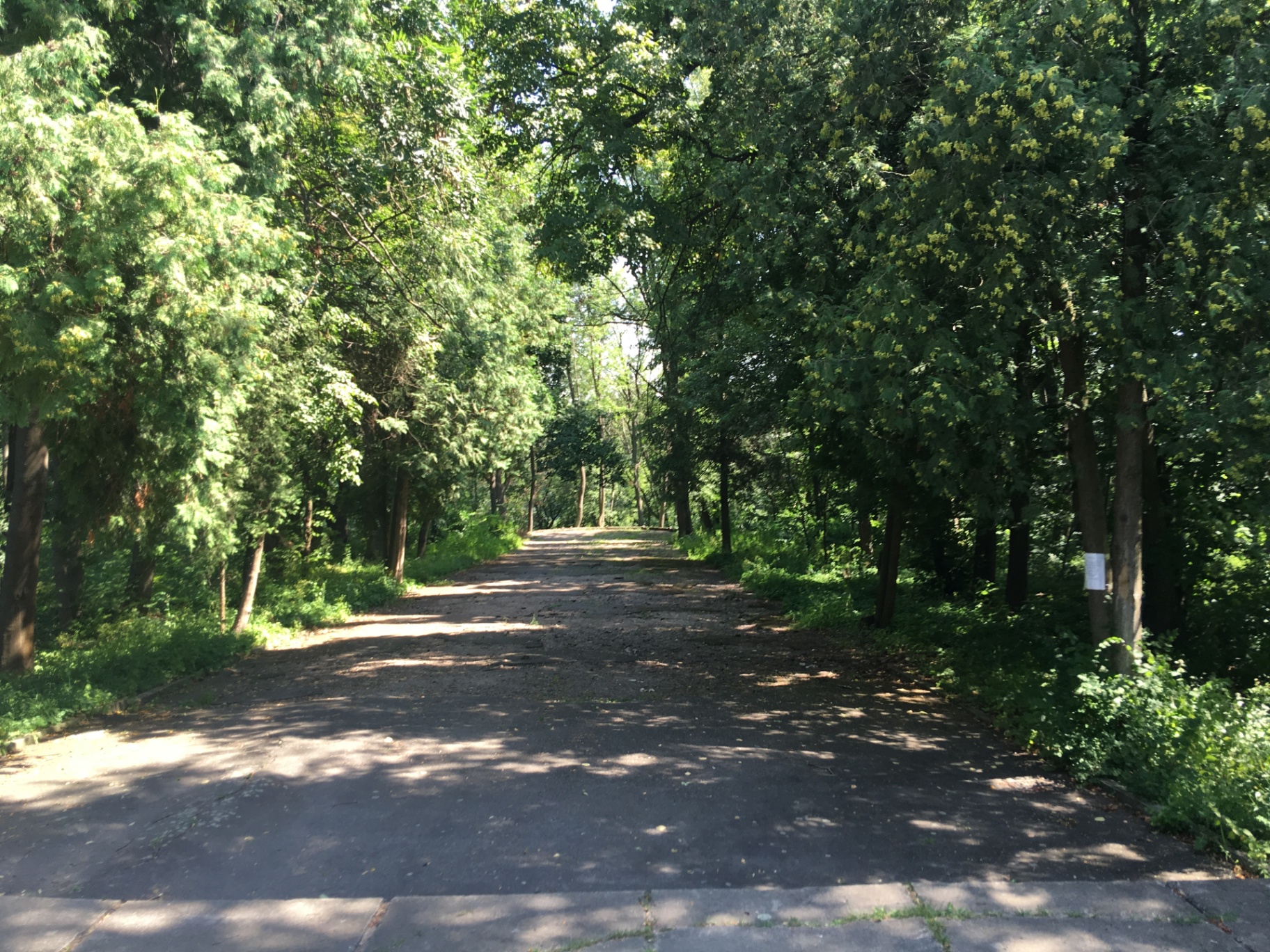 Алея у Печерському парку